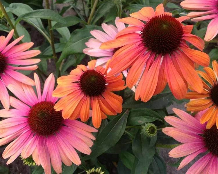 Top 10 Pink, Yellow and Orange Flowers That Look Like a Sunset