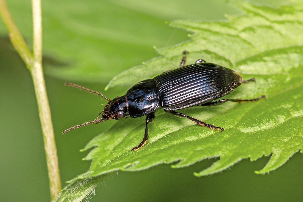 Meet the Garden Beetles: Helpful Backyard Bugs - Birds and Blooms