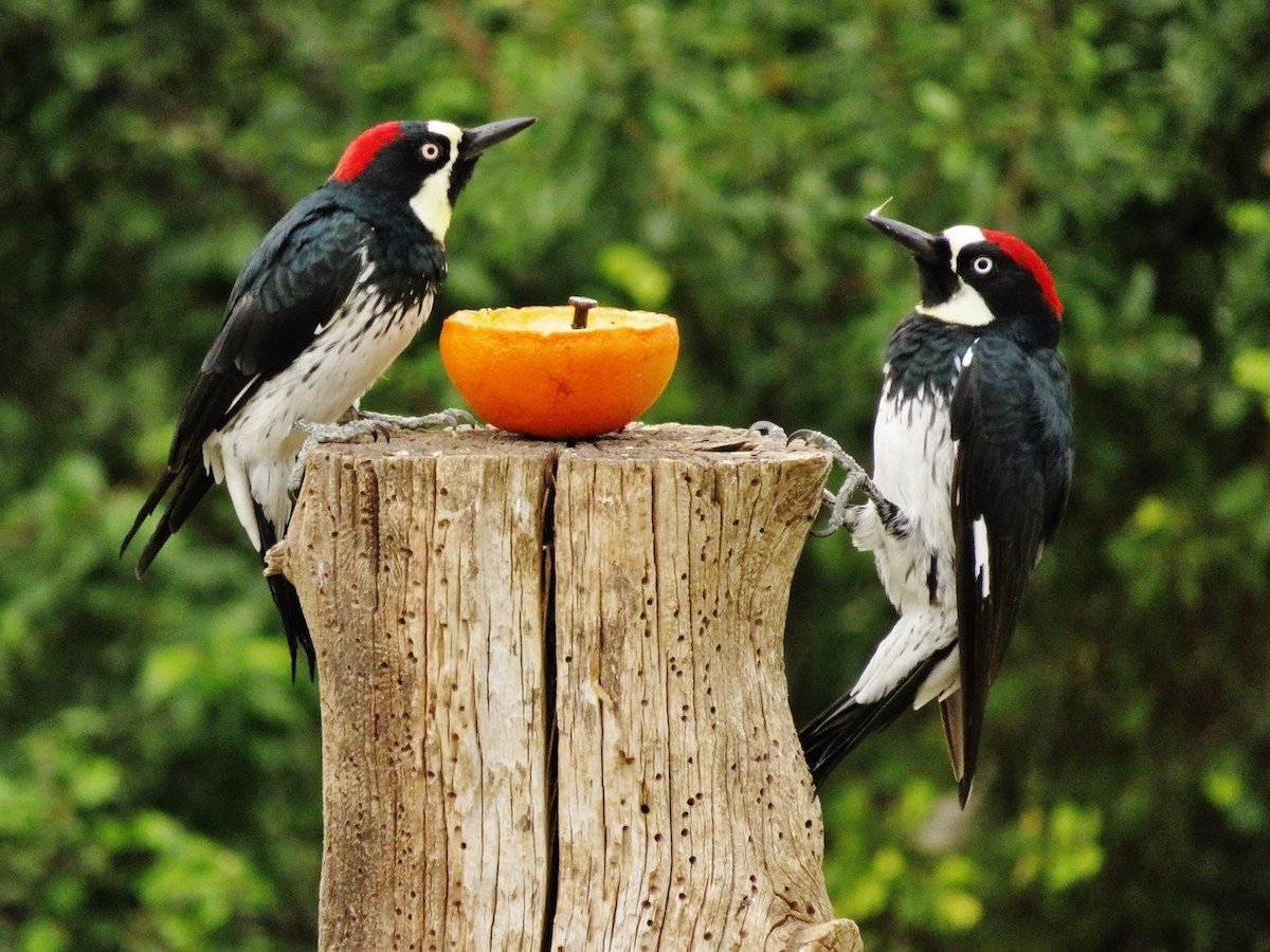 How to Identify an Acorn Woodpecker