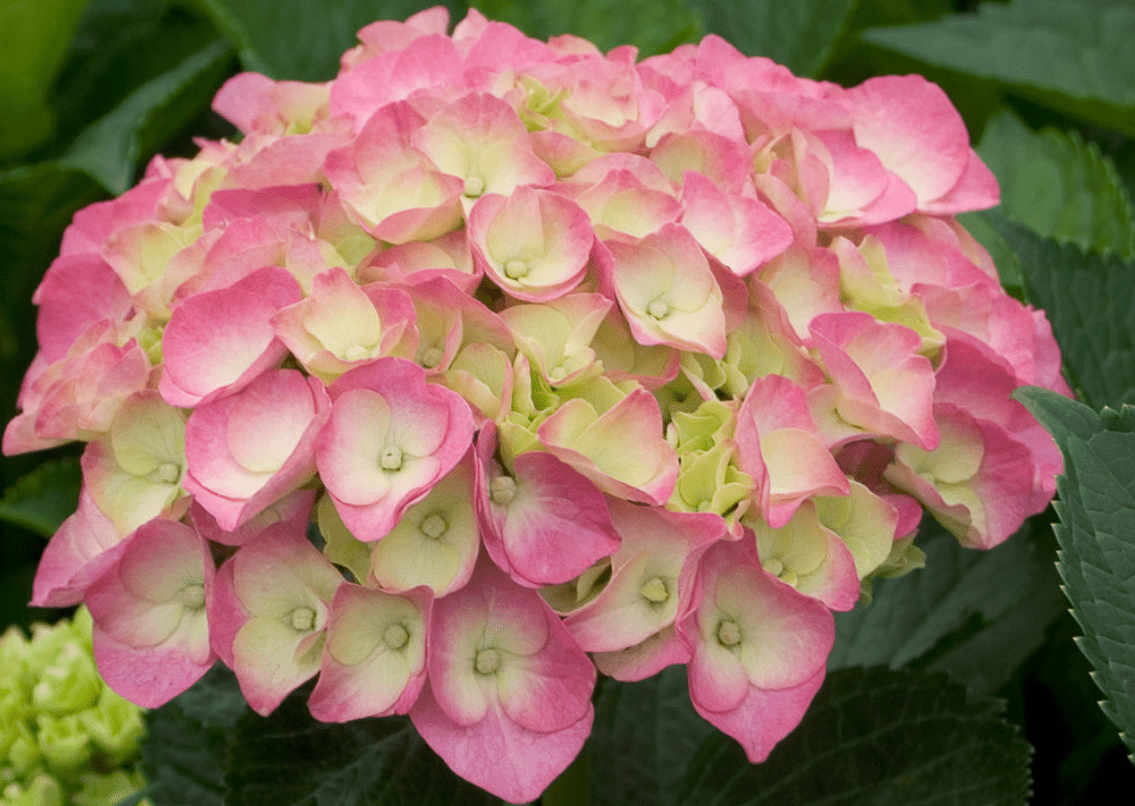 Hydrangea Not Blooming? Here's What to Do