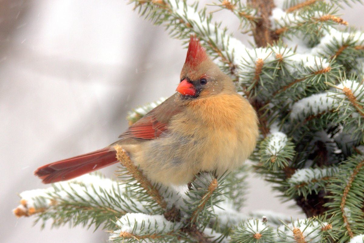 Rare Half Male Half Female Cardinal Spotted In Pennsylvania Birds 4392