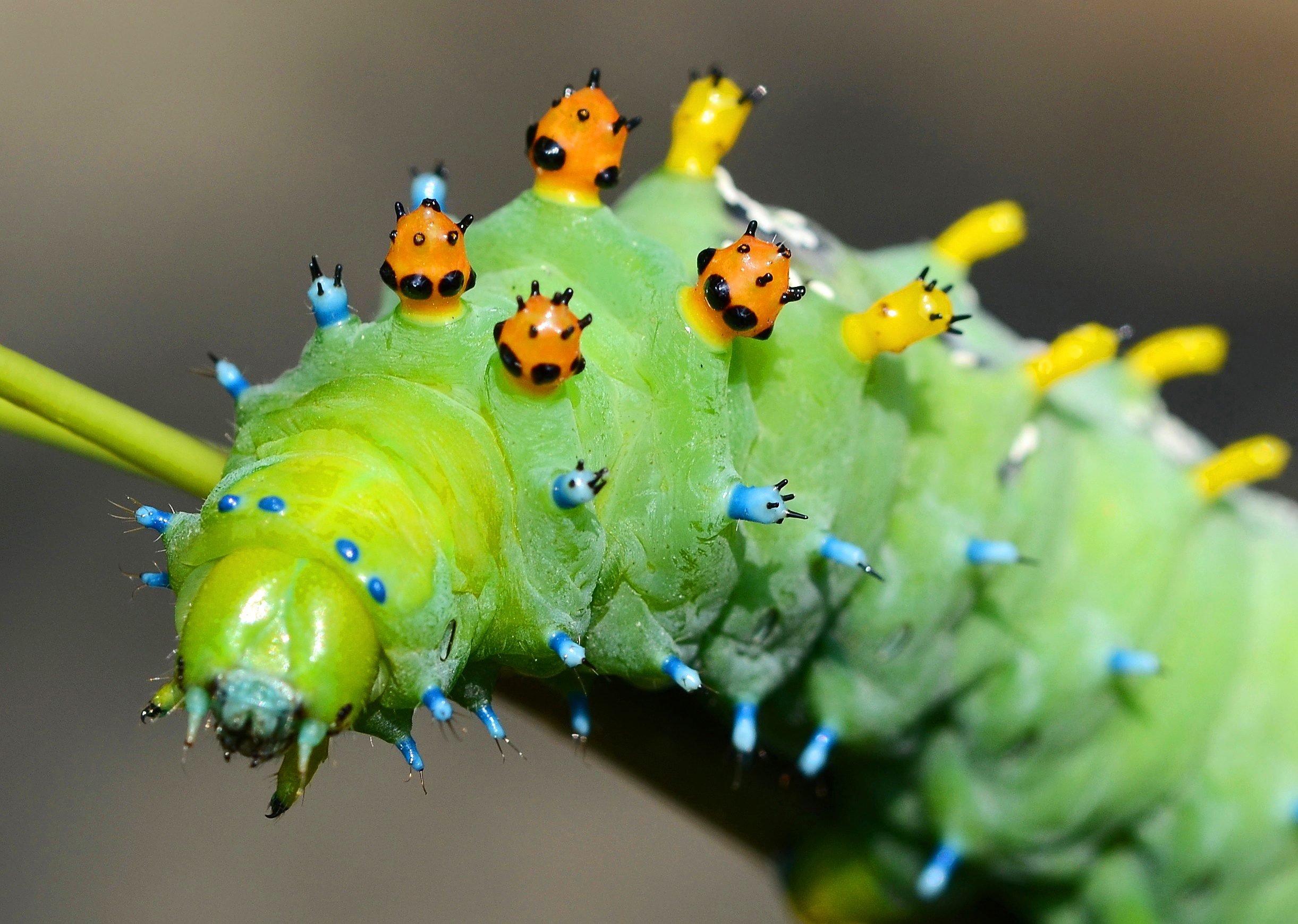 Quiz: How Many Types of Caterpillars Can You Identify?