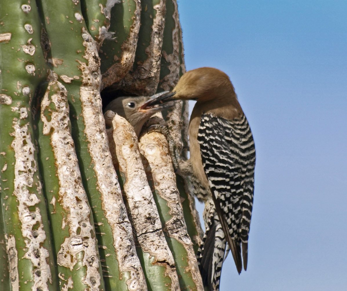 Look for the Gila Woodpecker in the Desert