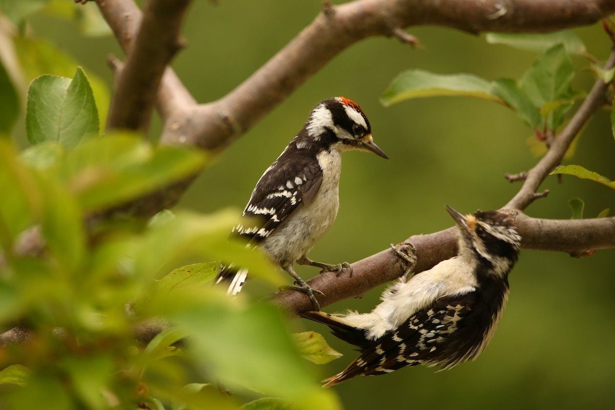 How to Identify a Hairy Woodpecker