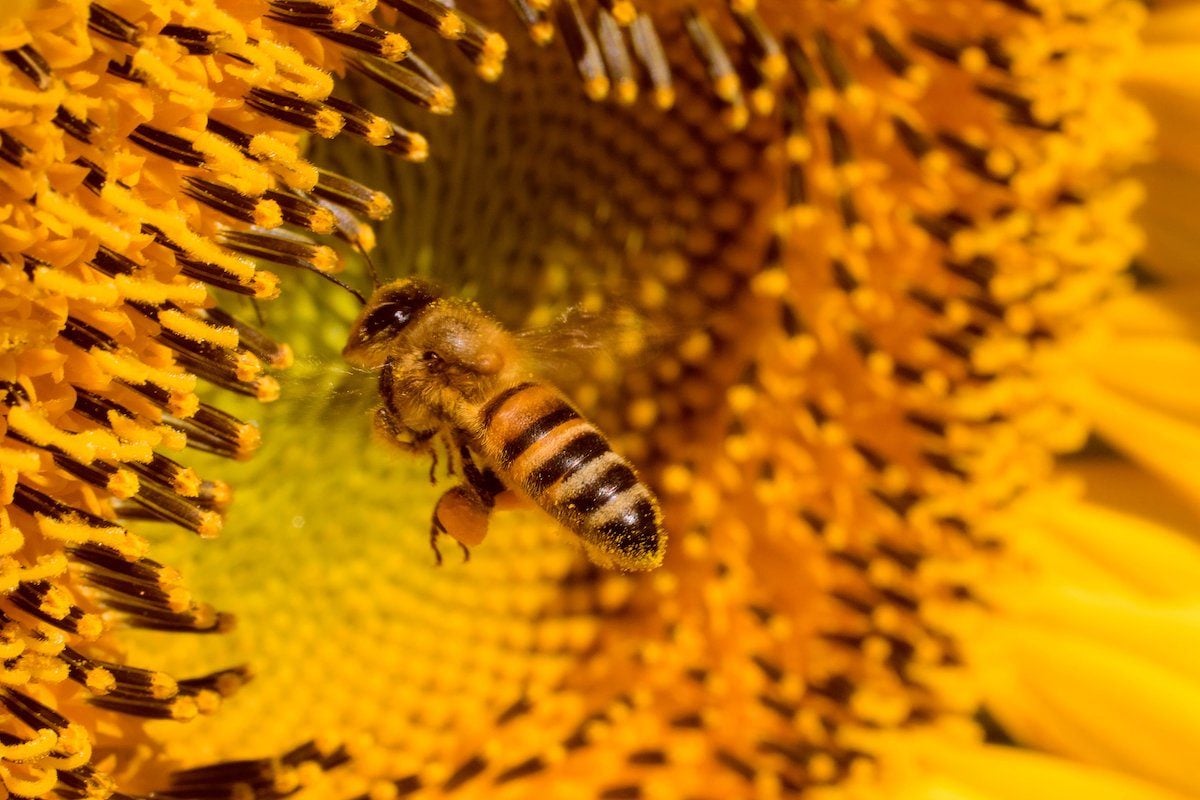 Bee/Sunflower Family 4 Block - Bee Home Company