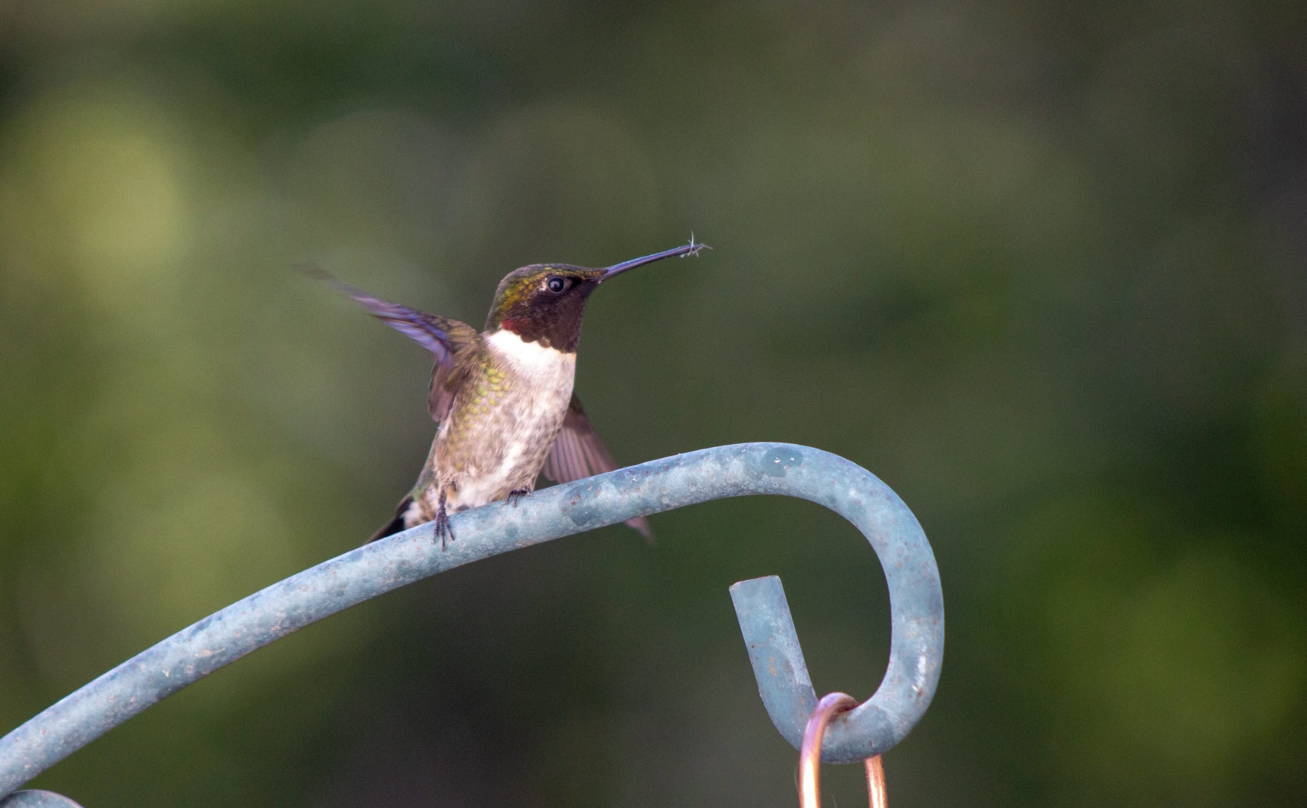 What Foods, How Often and How Much Do Hummingbirds Eat?