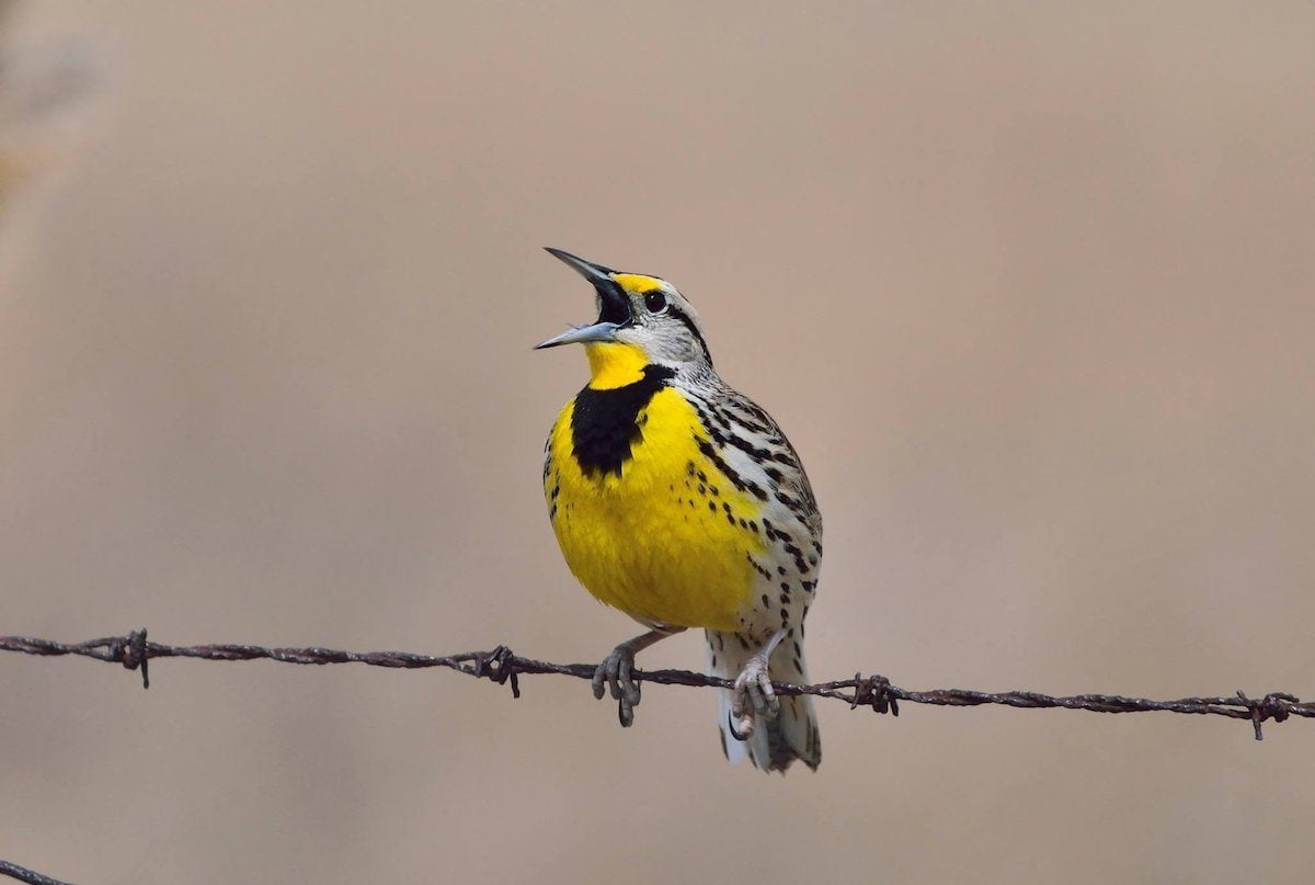 Western Meadowlark: Songbird of the Vast Grasslands