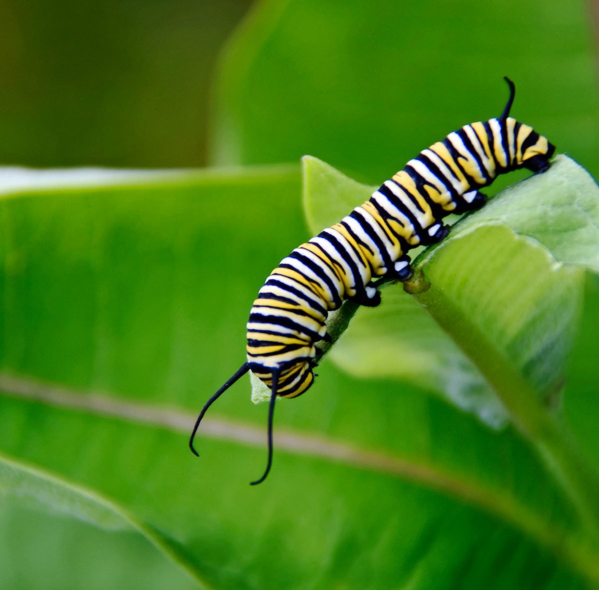 Monarch Butterfly Caterpillar Cocoon