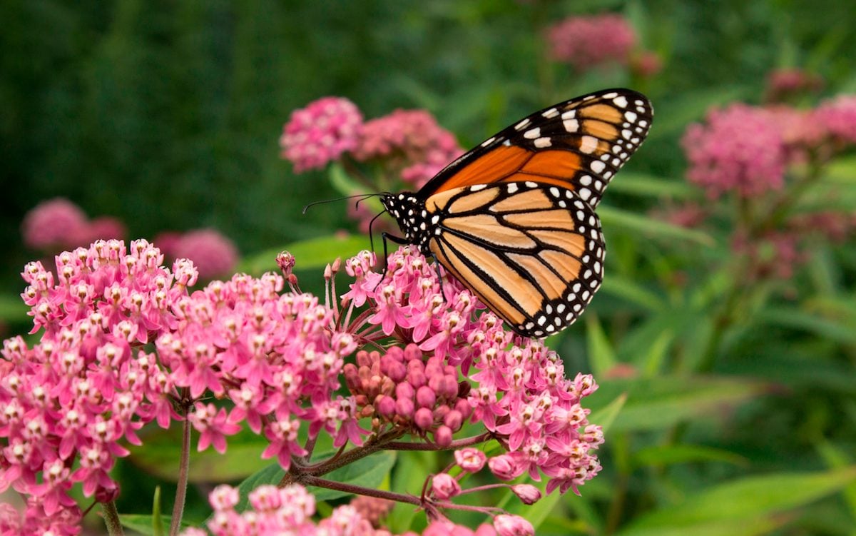 Attracting Butterflies - Birds and Blooms