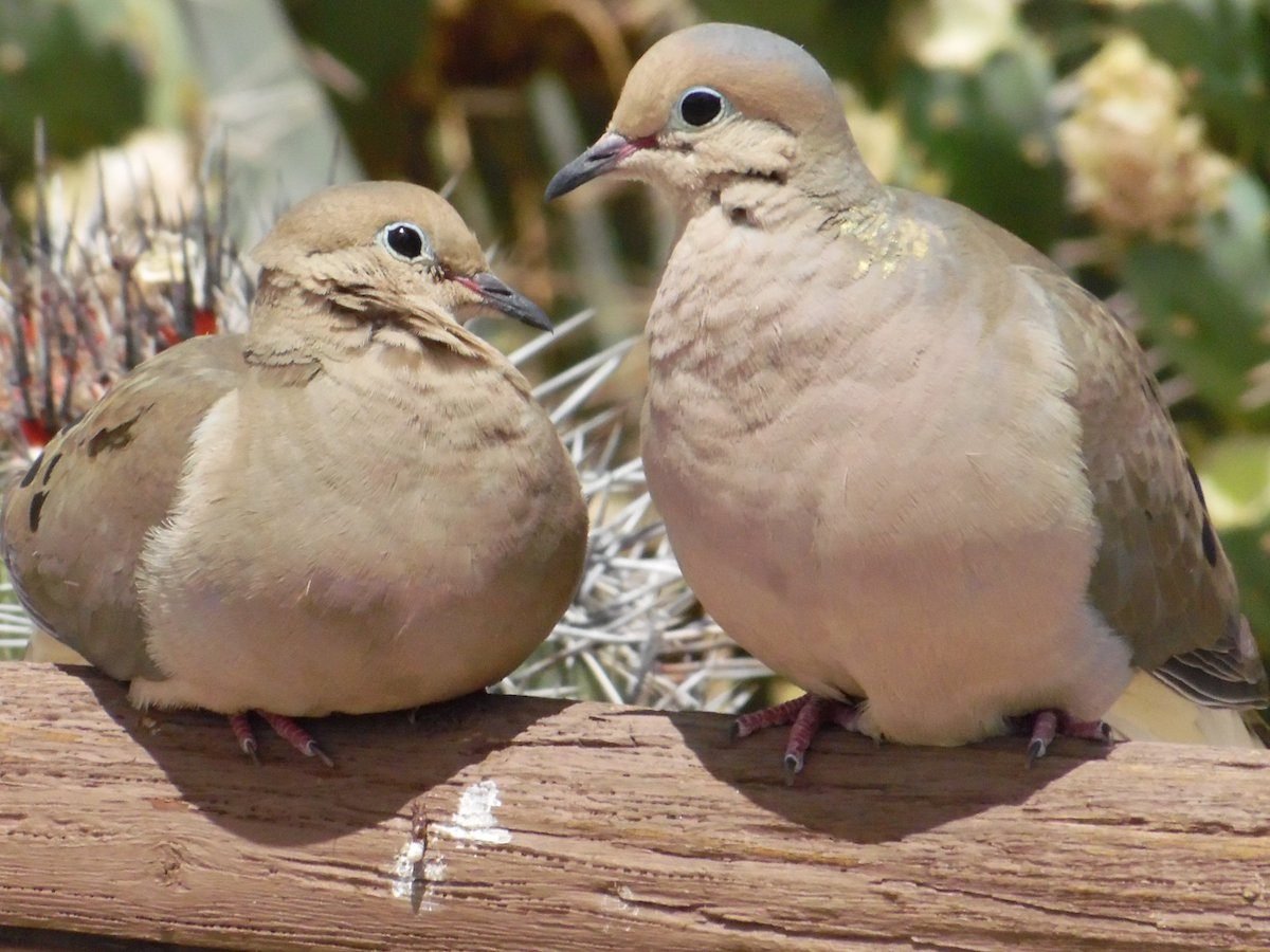 13 Fascinating Mourning Dove Facts Birds & Blooms