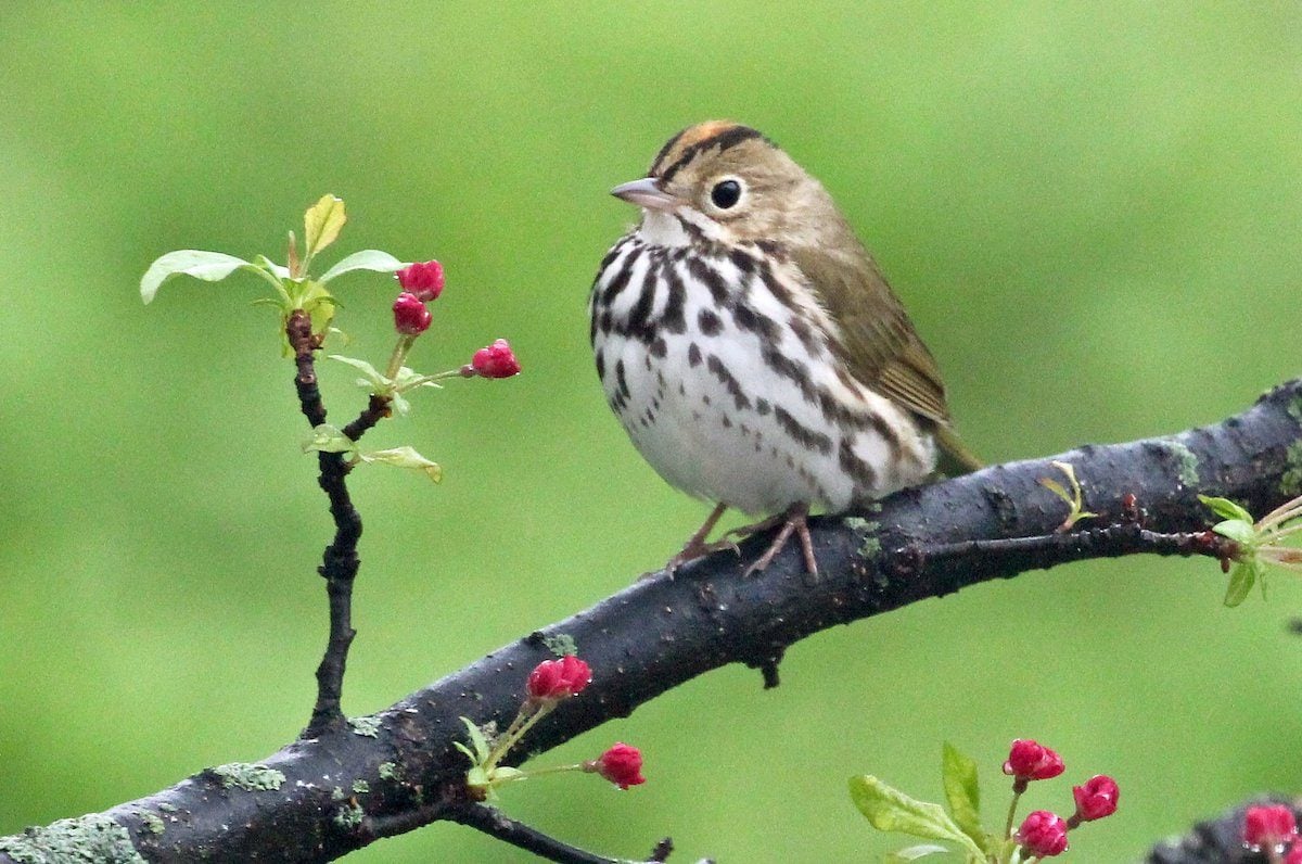 21 Small Brown Birds You Might See