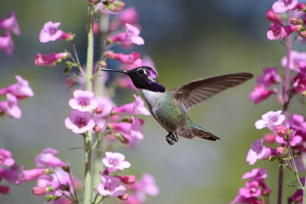 Hummingbirds Love Penstemon Flowers (Beardtongue)