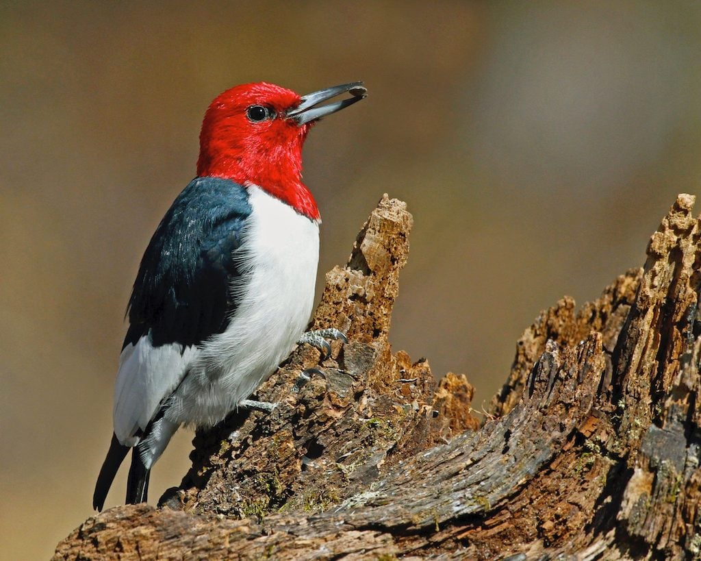 13 Types of Woodpeckers Birders Should Know