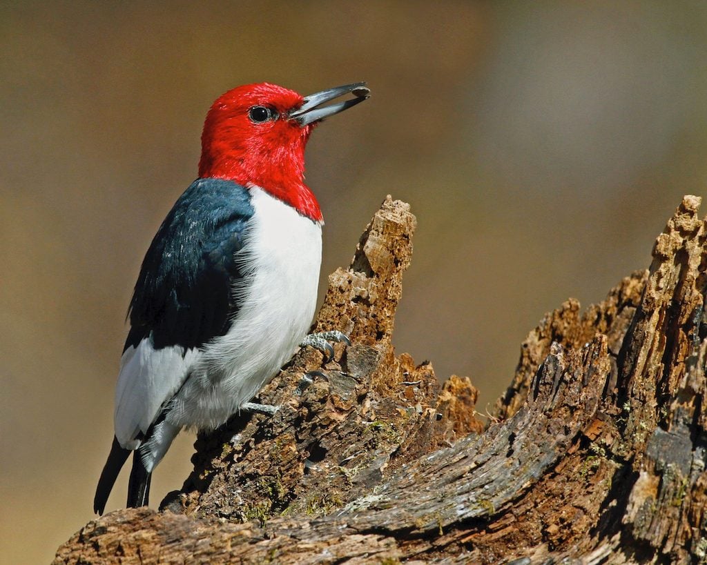 10 Woodpecker Species Birders Should Know Birds And Blooms