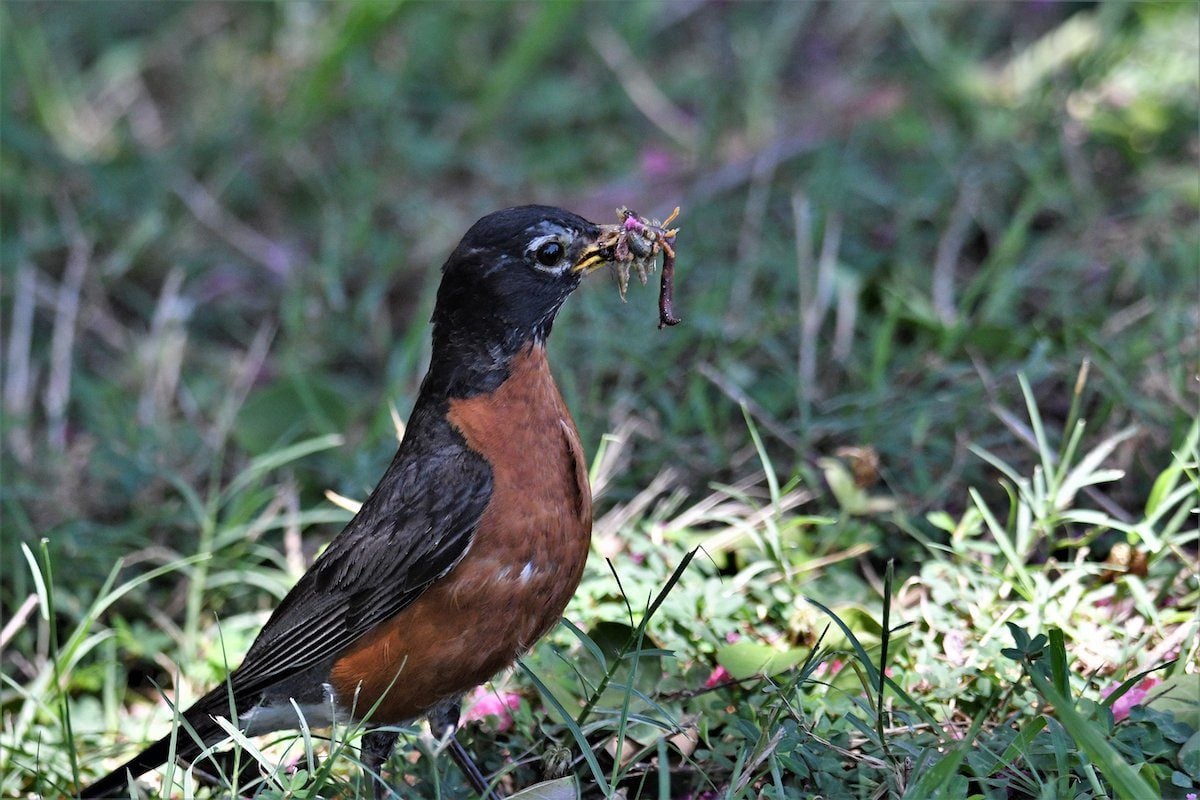 signs of spring, robin