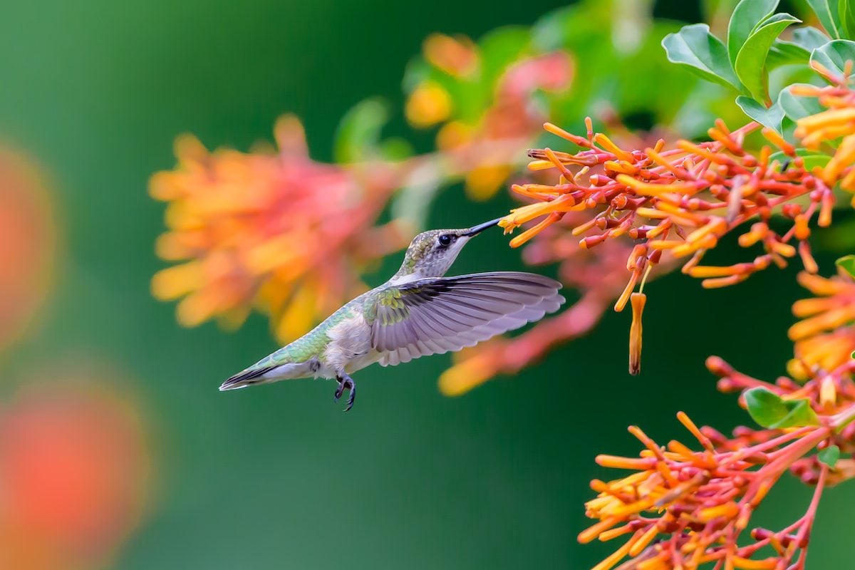 See the Spectacular Winners of the 2022 Hummingbird Photo Contest