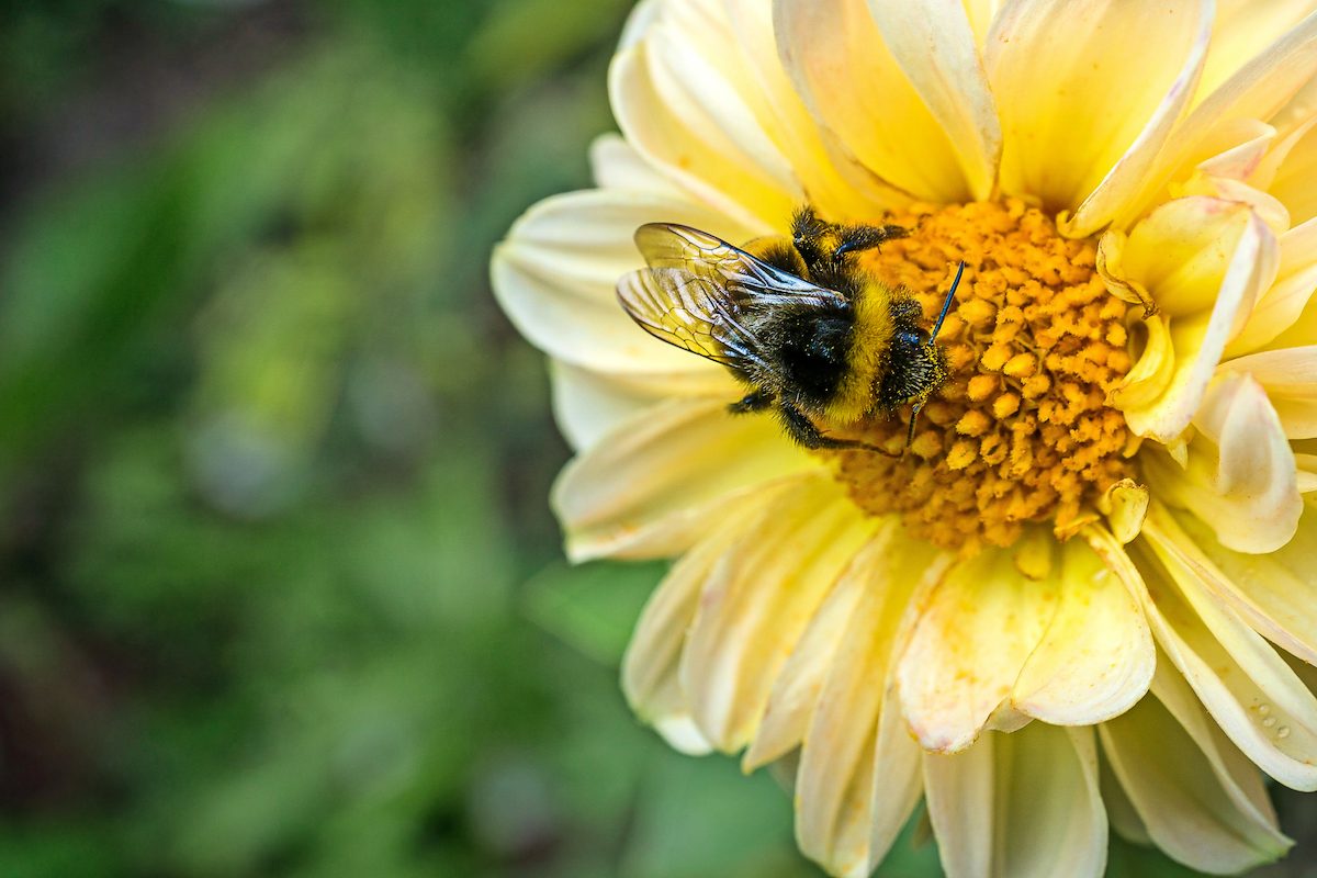 9 Fascinating Bumblebee Facts You Should Know