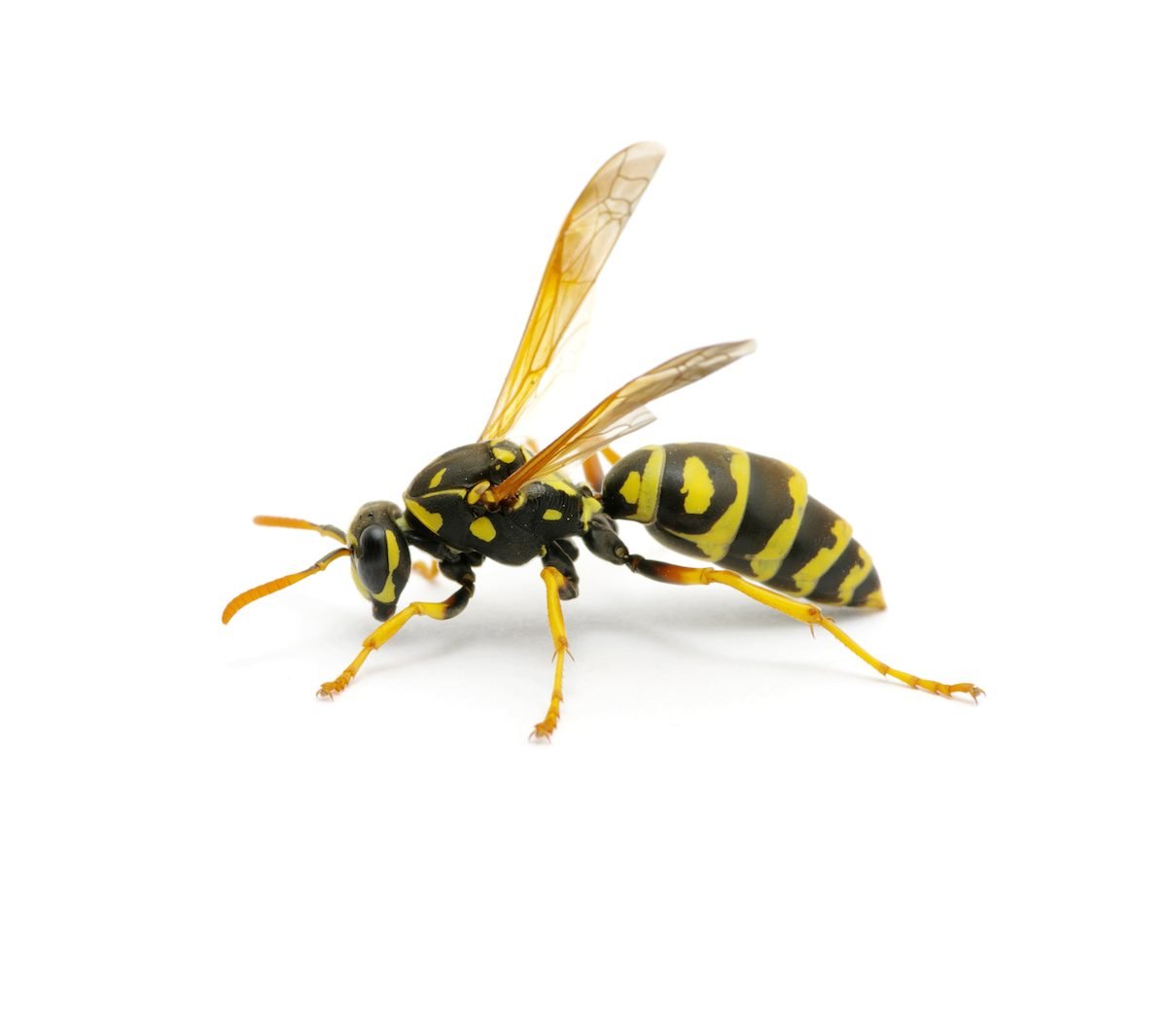 6 Key Differences Between Bees and Wasps