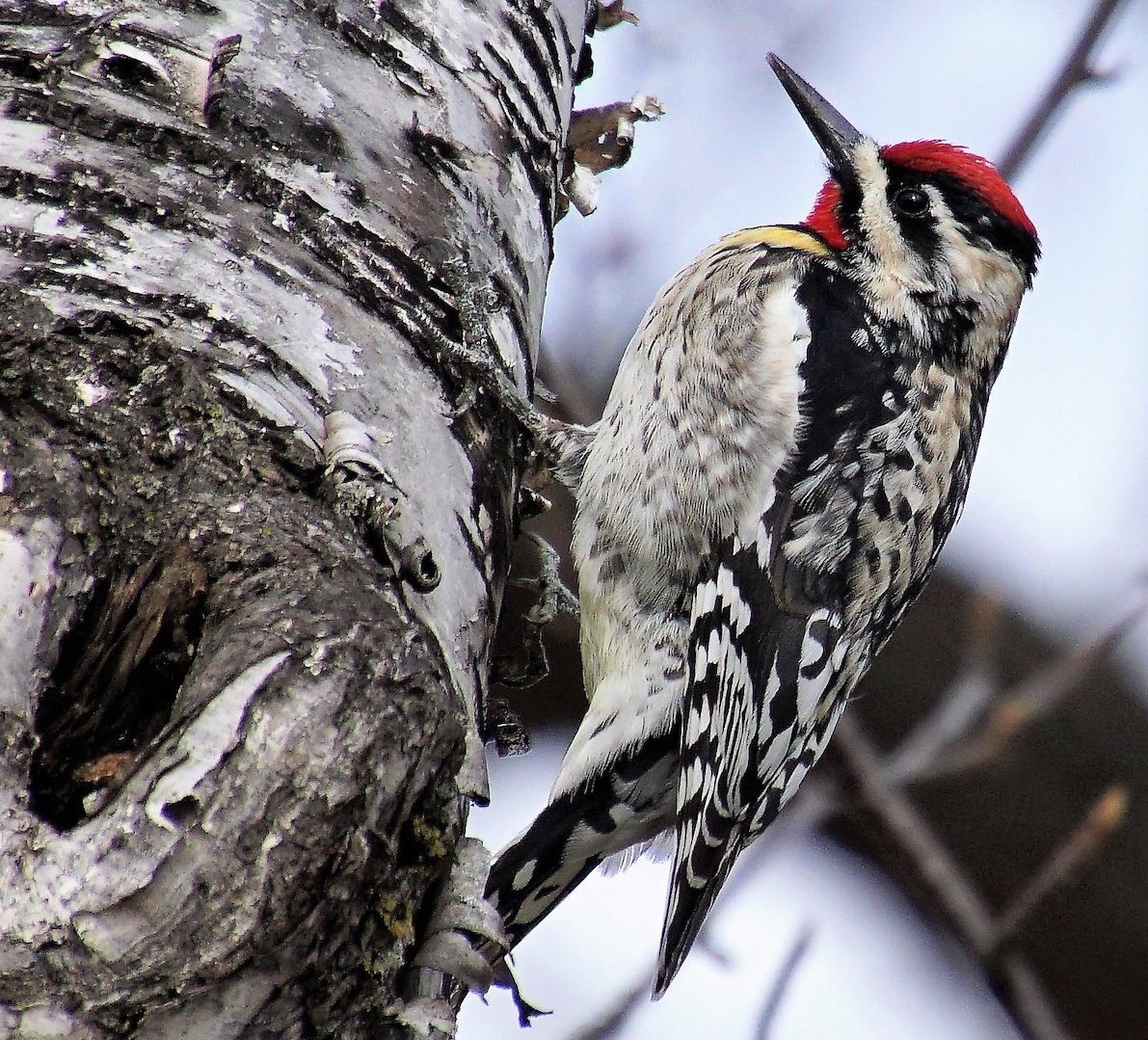 Sapsucker Birds: Woodpeckers With a Sweet Tooth