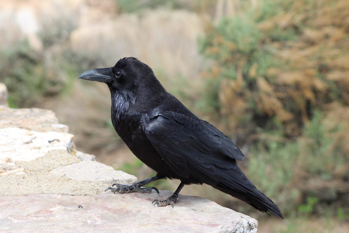 9 Fascinating Facts About Common Ravens