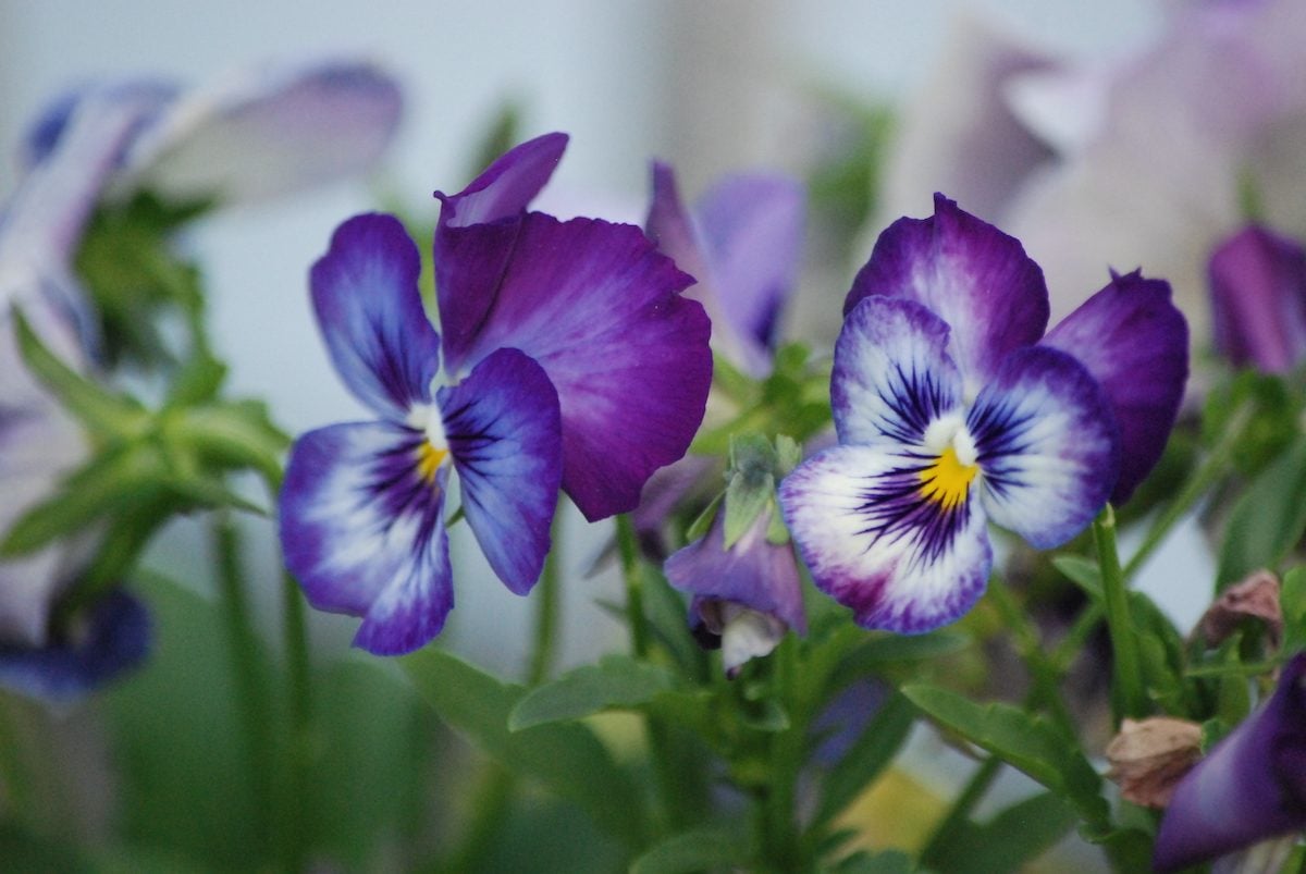 Edible Flowers: What Flowers Can You Eat? - Birds and Blooms