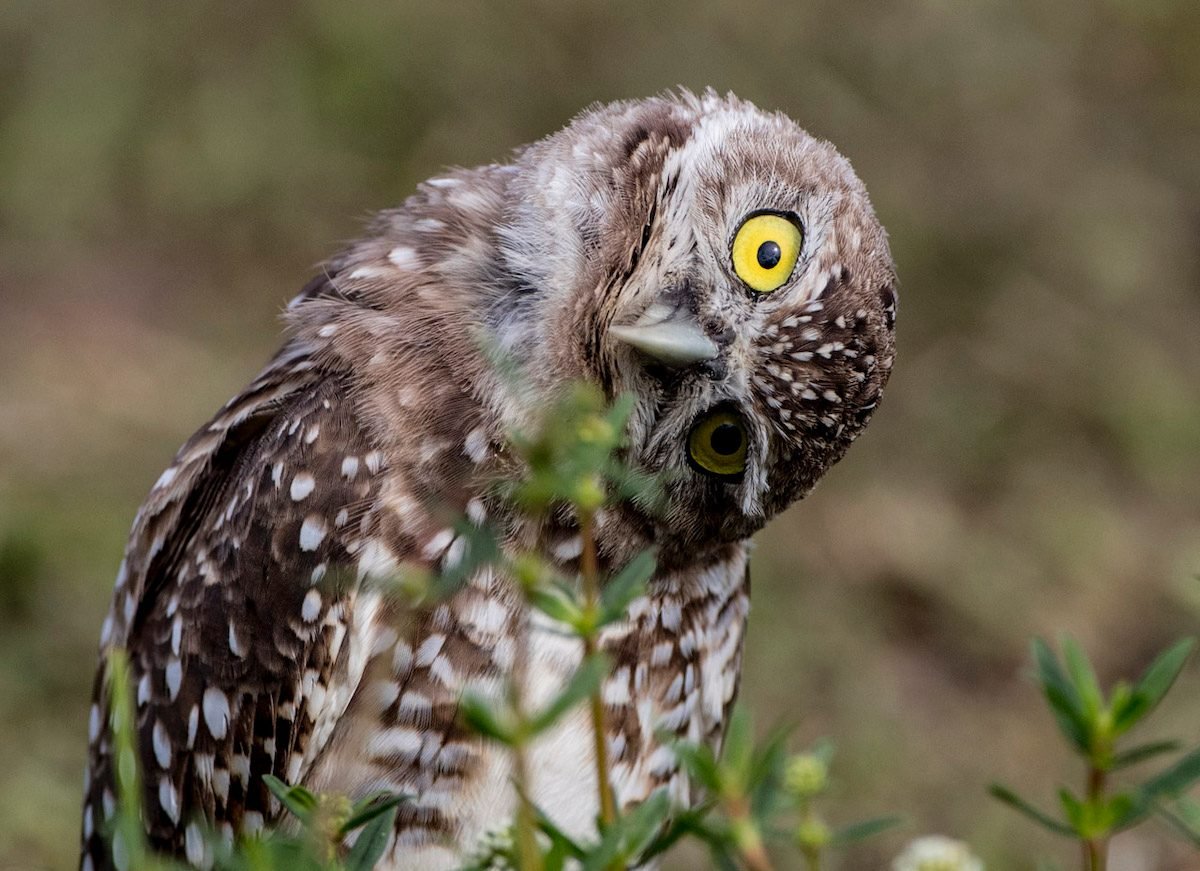 8 Fascinating Burrowing Owl Facts