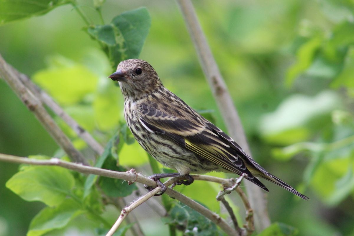 How to Attract and Identify a Pine Siskin