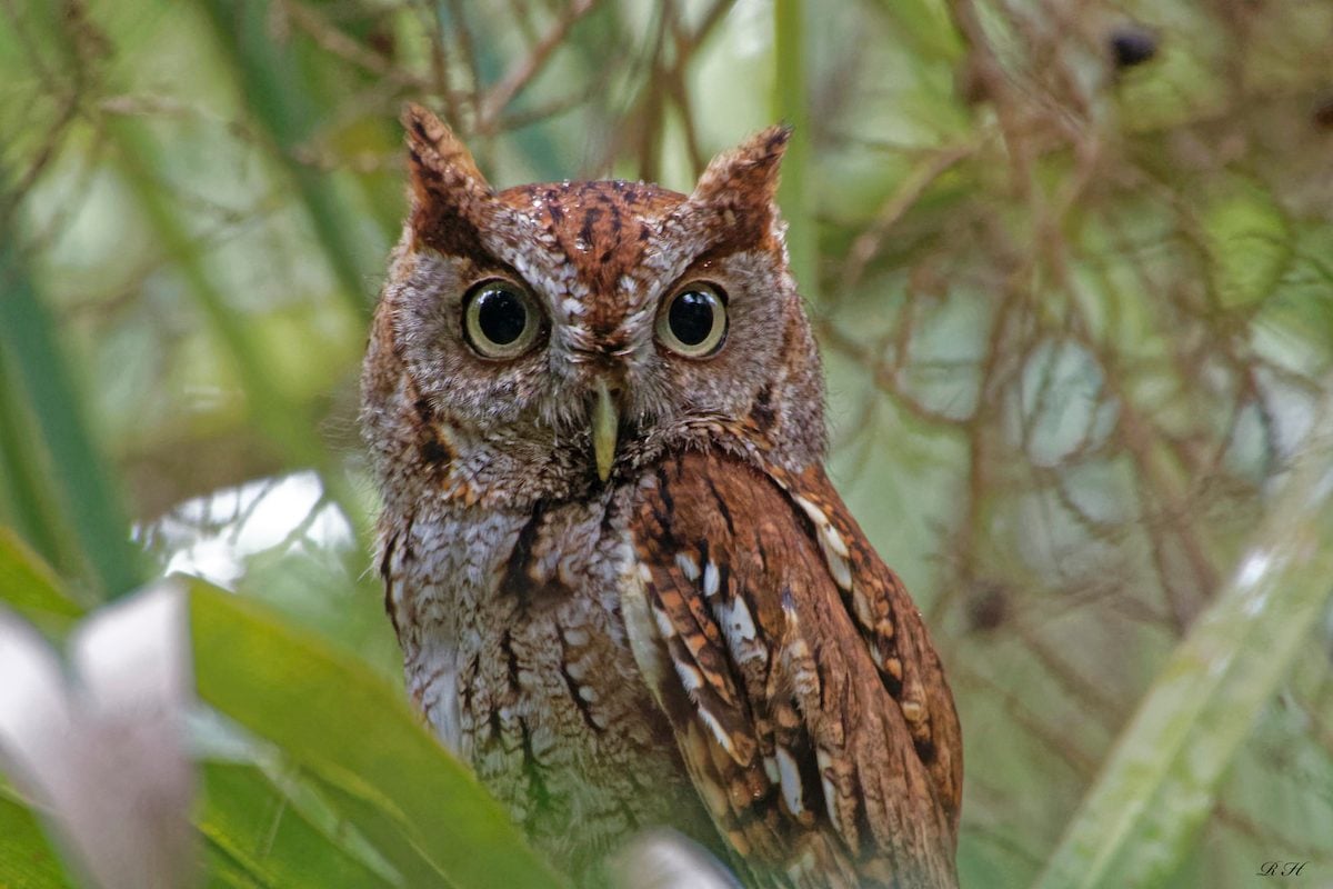 Eastern vs Western Screech-Owl: What's the Difference?