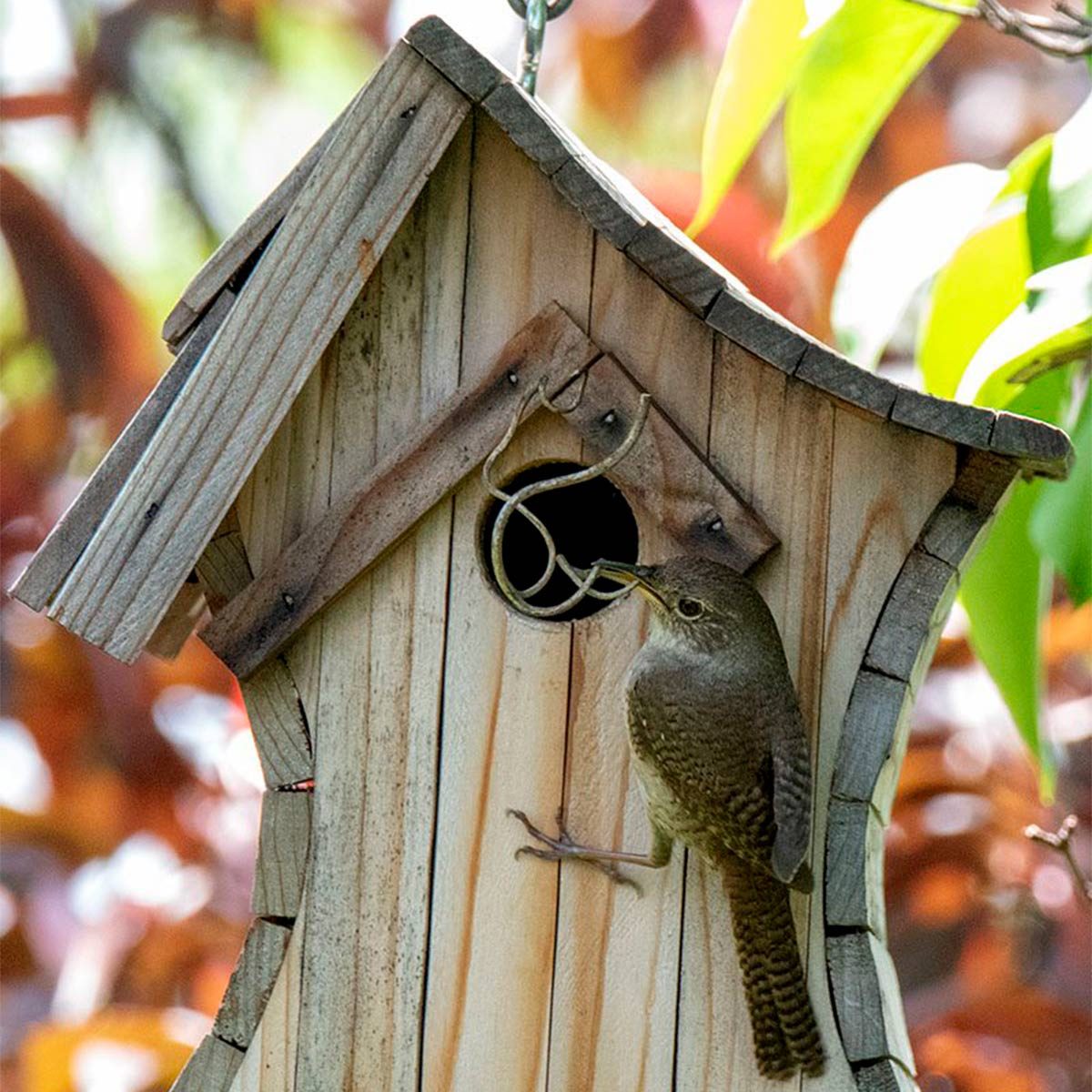 Get Rid of Wasp Nests in Birdhouses Without Pesticides