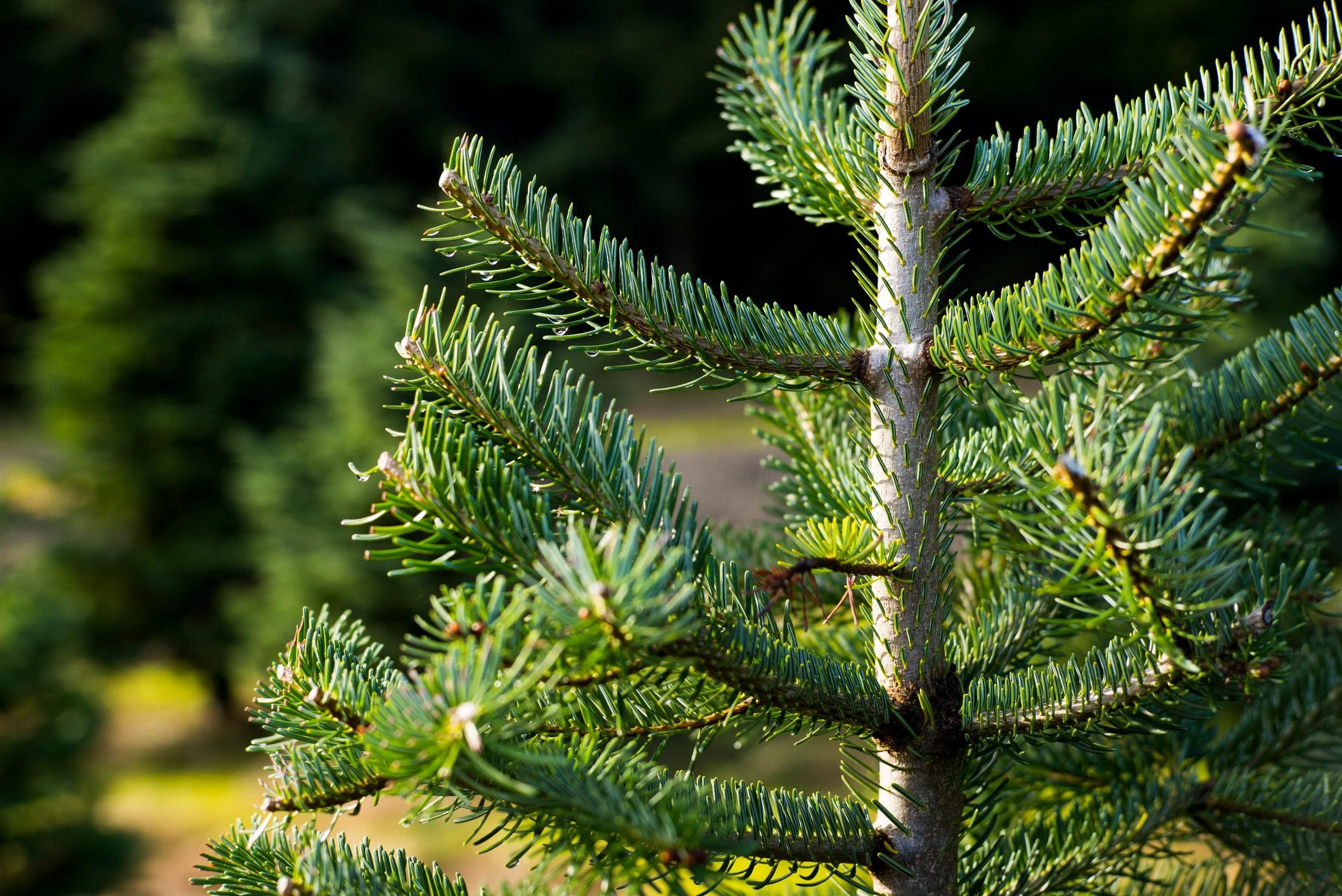 8 Types of Christmas Trees You Can Grow Birds and Blooms