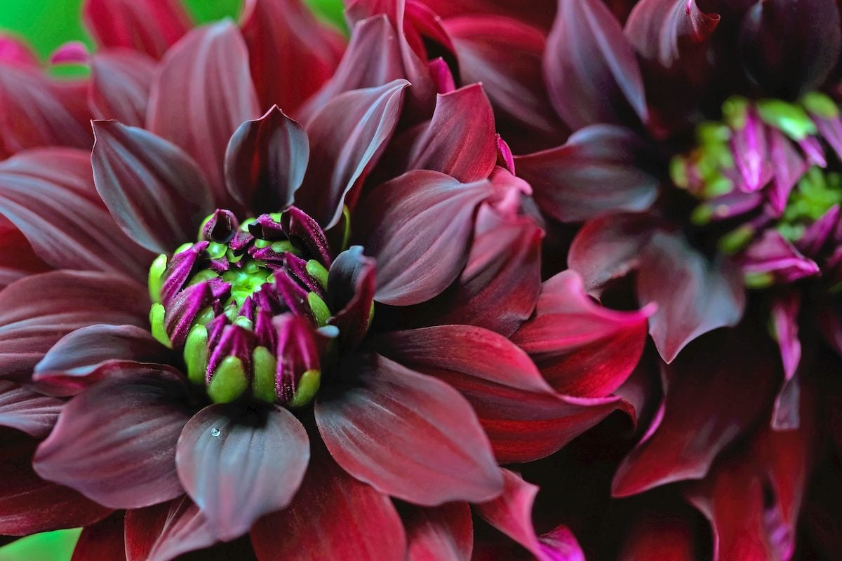 Everything You Need to Know About Planting and Growing Dahlias