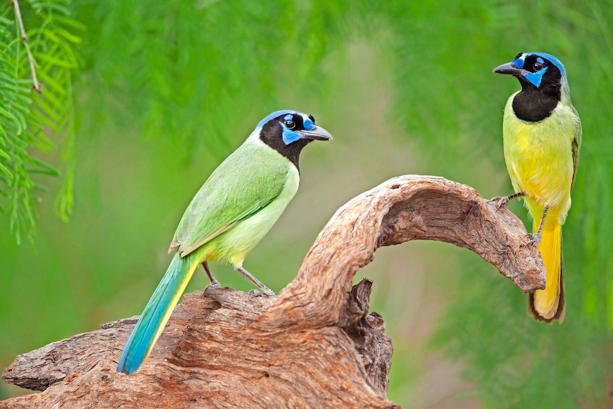 The Top 9 Most Beautiful Birds In America Birds And Blooms
