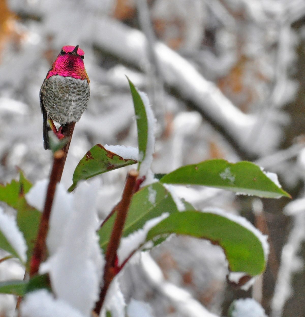 How Do Hummingbirds Survive Snow and Cold Weather?