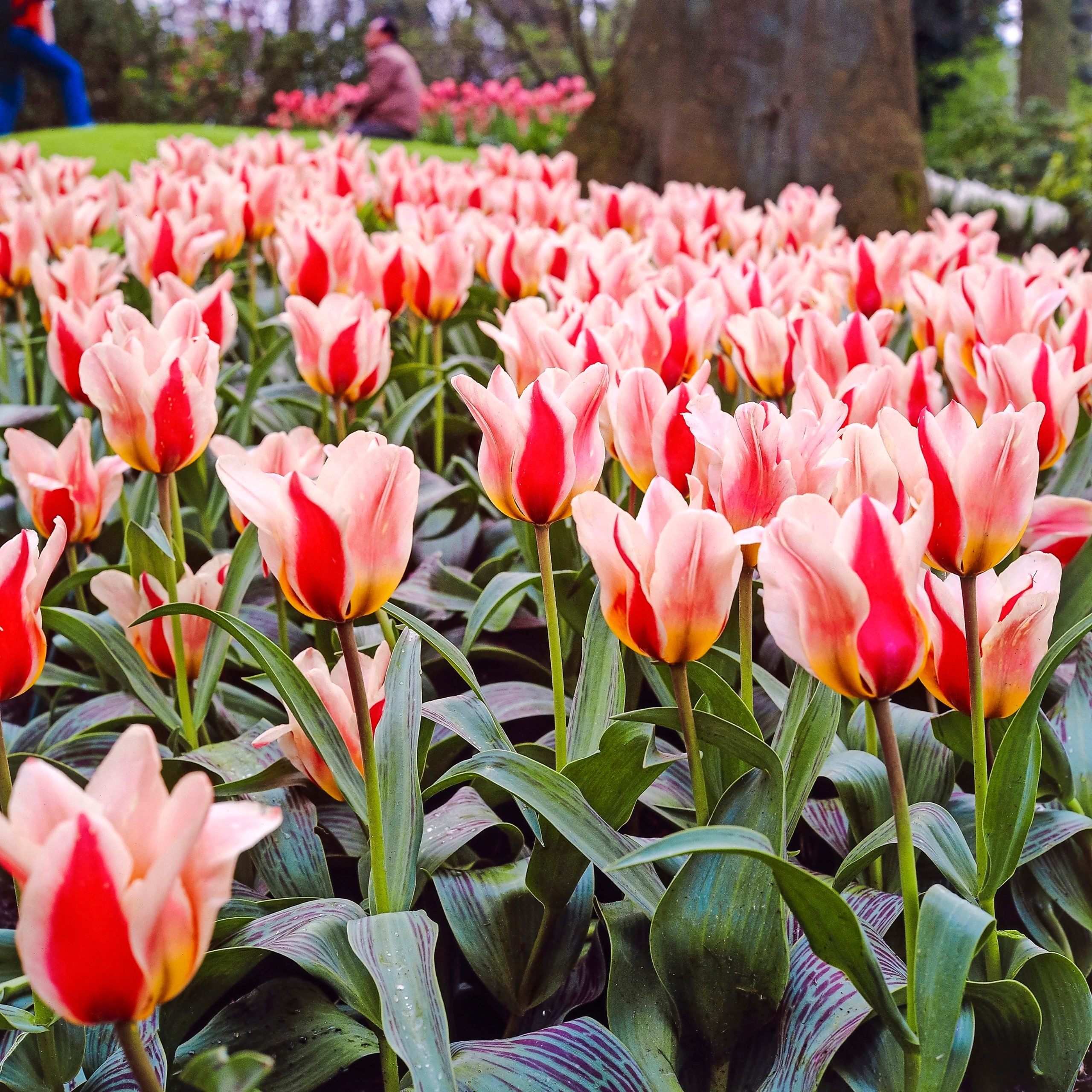 Top 10 Types of Tulips to Plant in Your Garden