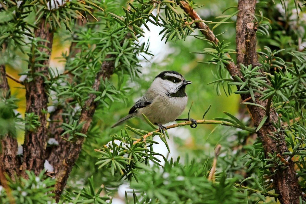How to Identify and Attract a Mountain Chickadee