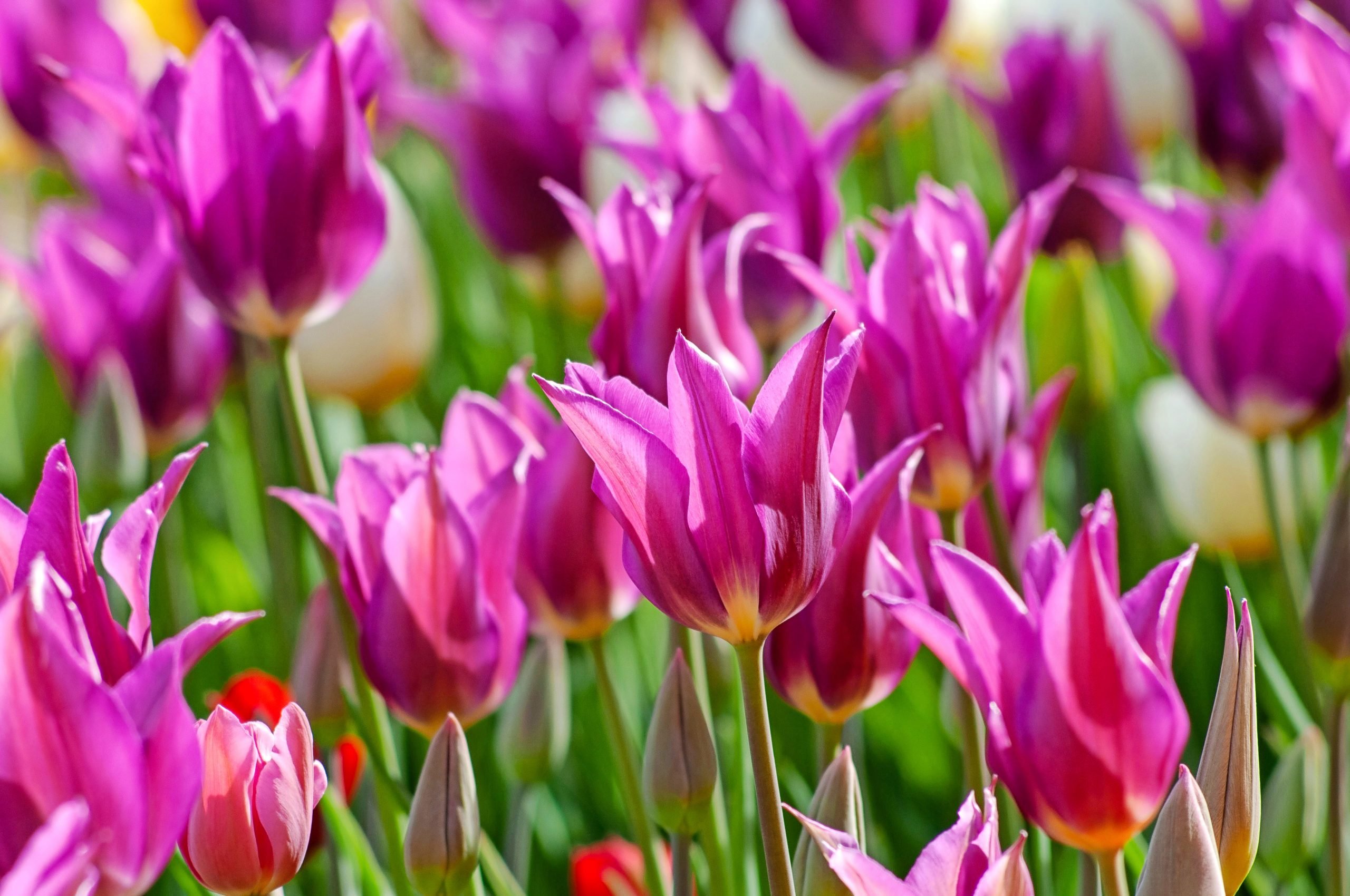 Top 10 Types of Tulips to Plant in Your Garden Birds and Blooms