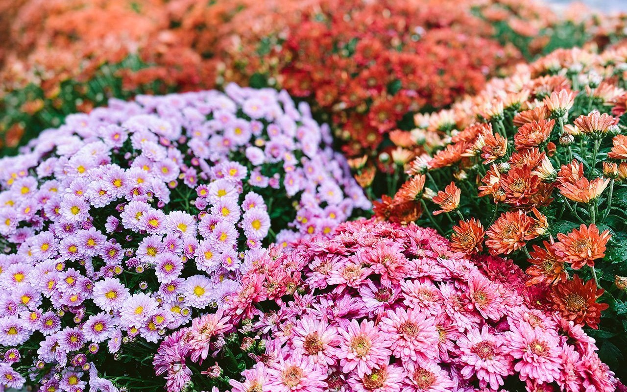 How To Grow And Care For Hardy Chrysanthemums Garden Mums