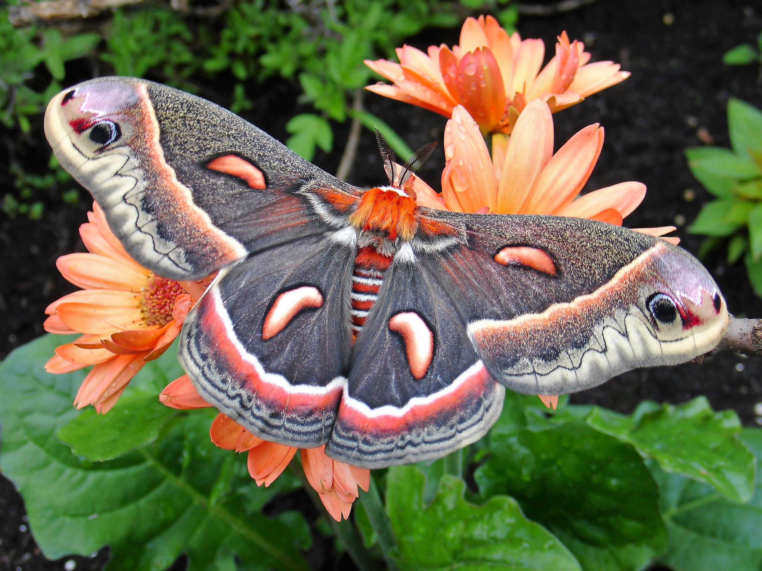 beautiful moths