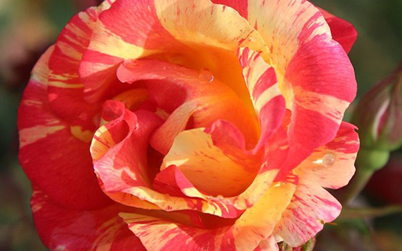‘Citrus Splash’ Is the Gorgeous Multicolored Rose You Need in Your Garden
