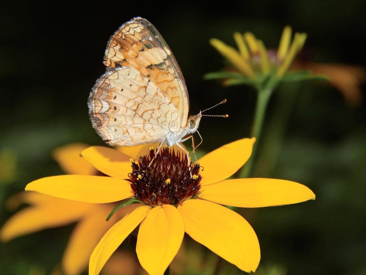 How to Identify and Attract Pearl Crescent Butterflies