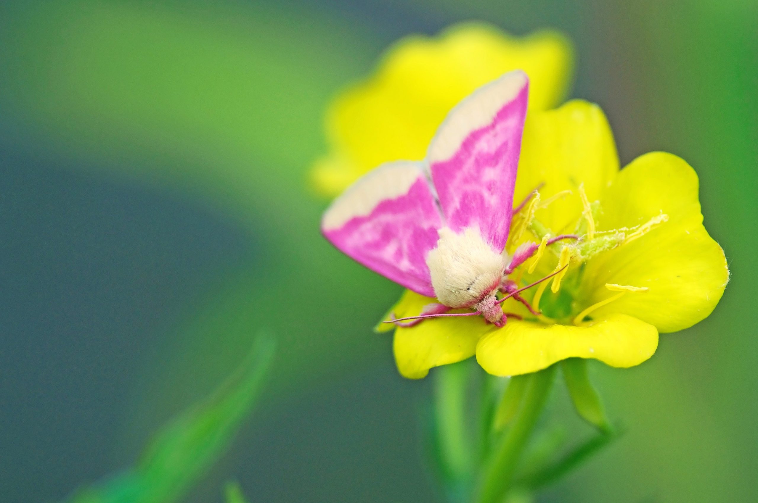 Meet the Colorful Moths You Can See During Daytime