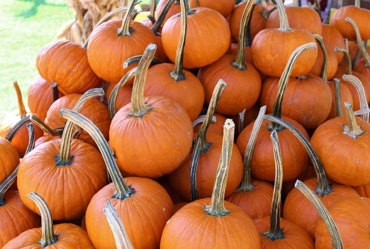 4 Garden Uses For Your Old Jack-o-Lantern