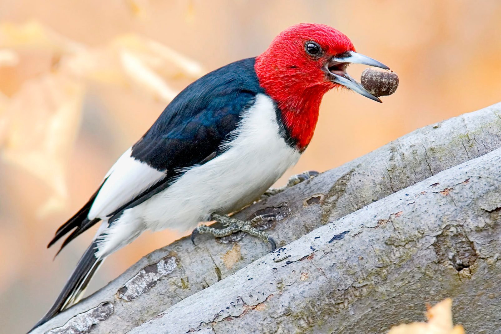Red-Headed Woodpeckers: Redheads of the Bird World