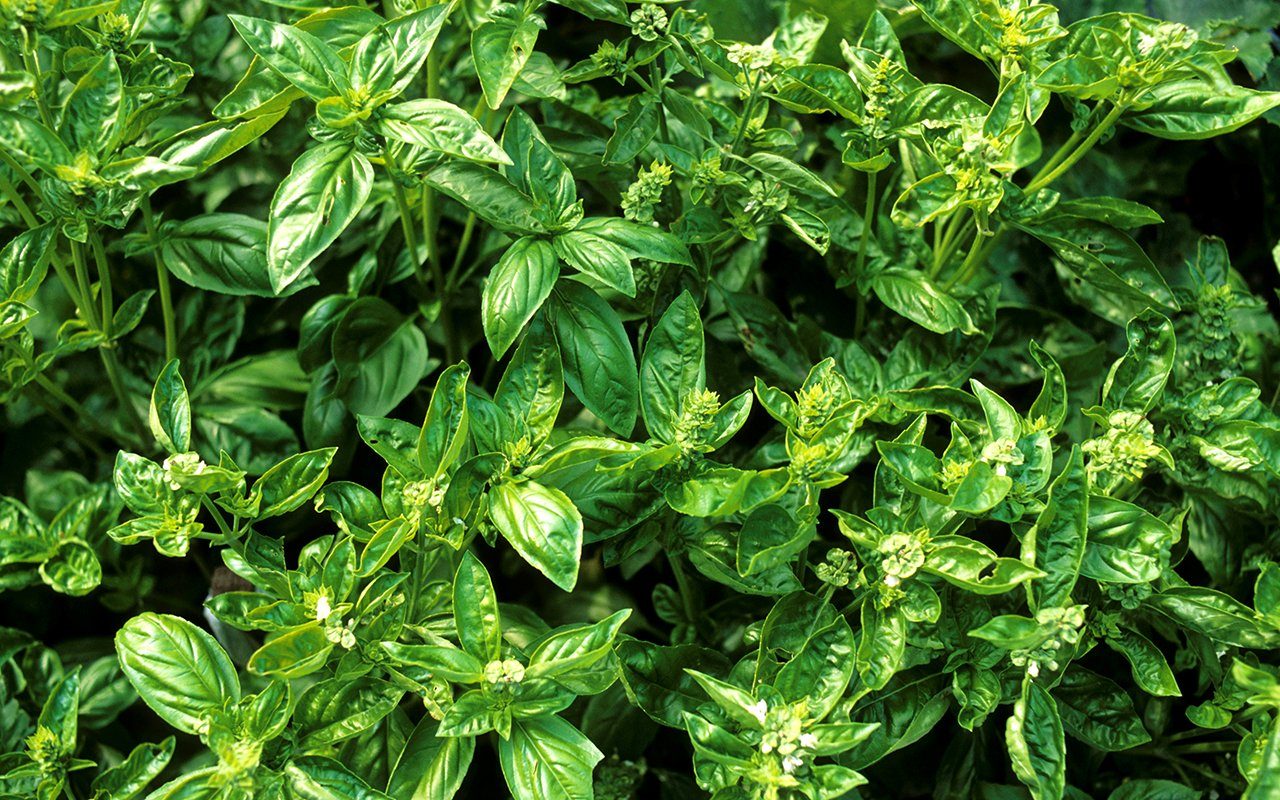 11 Mistakes You May Be Making with Fresh Basil