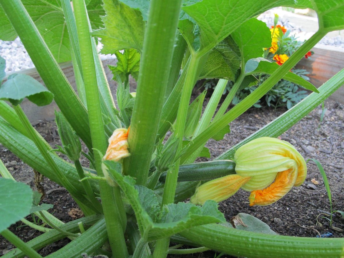 Top 10 Fall Vegetables | Vegetable and Fruit Gardening | Fall Gardens