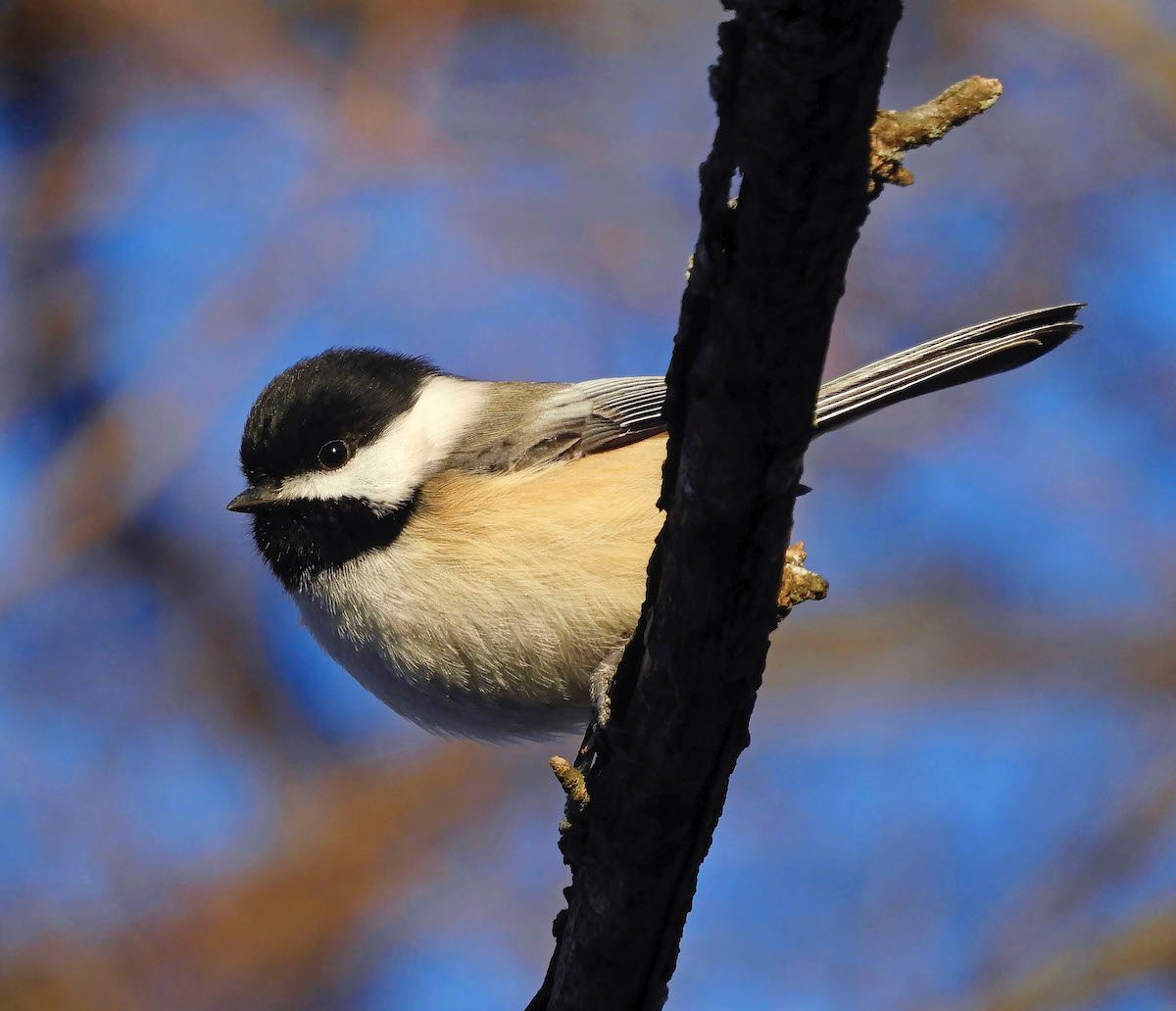 20 Incredibly Cute Chickadee Pictures