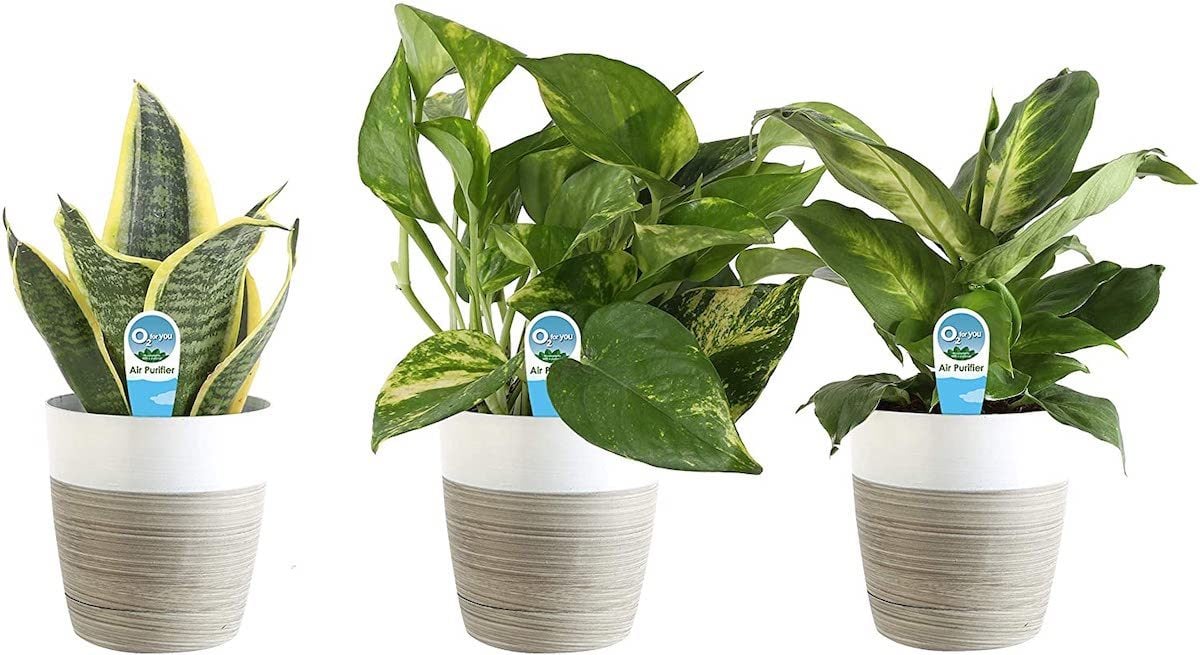 18 Indoor Plant Gifts to Brighten Your Day Birds and Blooms