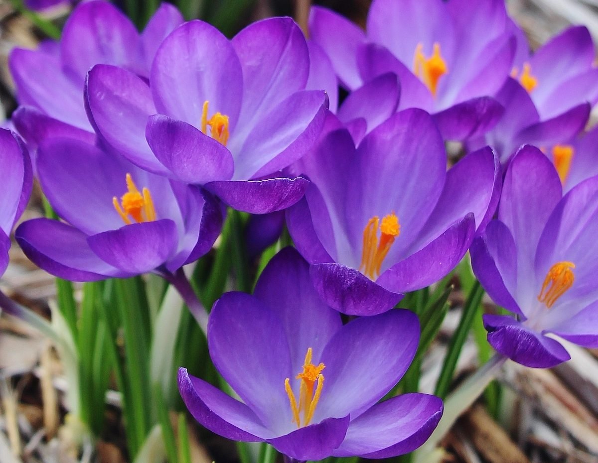The Ultimate Guide to Planting Spring Bulbs