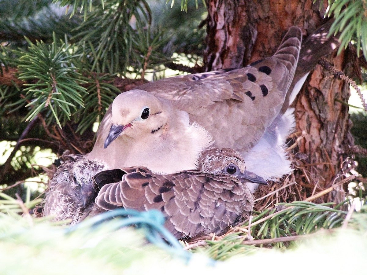 You Won't Believe How Fast Mourning Doves Build Nests