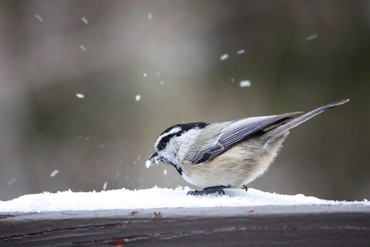 12 Winter Birds Myths and Facts: Do Birds Get Cold?